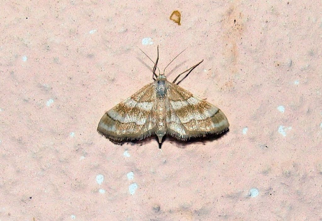 Idaea rainerii ? S